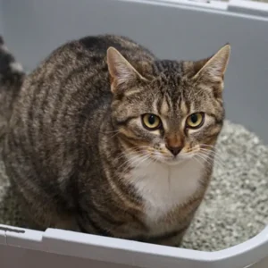 cat pooping outside litter box