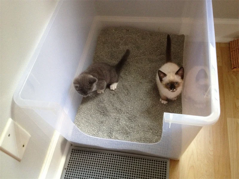 2 cats share litter box