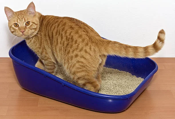 Are There Some Cats Who Won't Learn How to Use a Litter Box