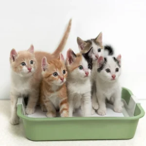 Can Cats Share a Litter Box