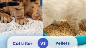 Cat Litter vs Pellets