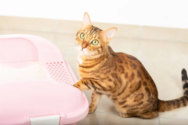 Choosing the Right Litter Box