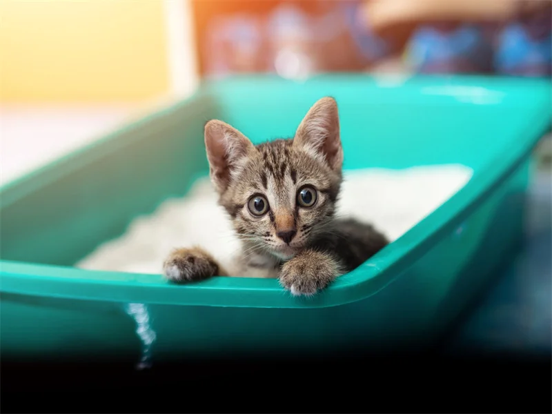 Factors That Might Lead Cats to Use One Litter Box