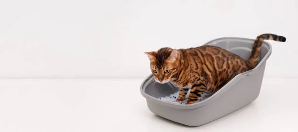 How Do Cats Know Where Their Litter Box Is？