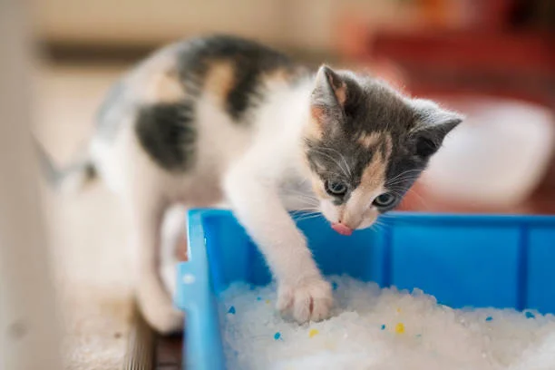 How Do Cats Know to Use a Litter Box