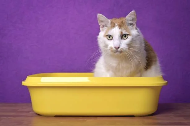 How Long Does It Take to Train a Cat to Use a Litter Box