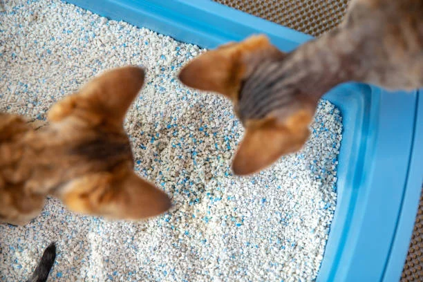 How Often to Change Cat Litter？