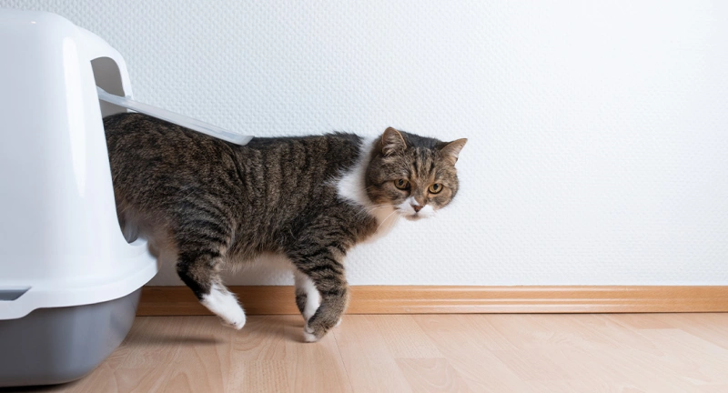 How To Stop Cat Litter Tracking