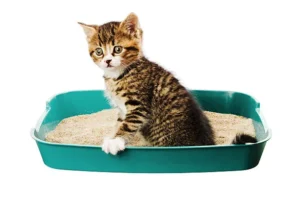 How to Train Cats to Use Litter Tray