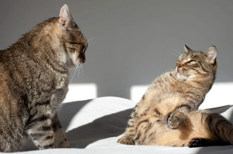 Reduce Conflict Between Your Cats