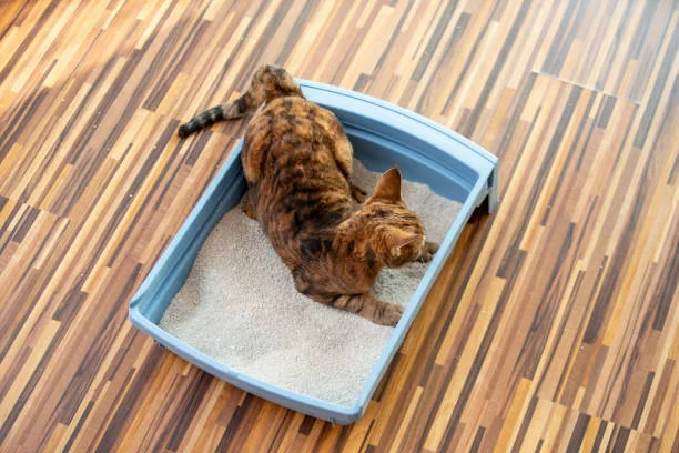 Should I Stop My Cat From Rolling in the Litter