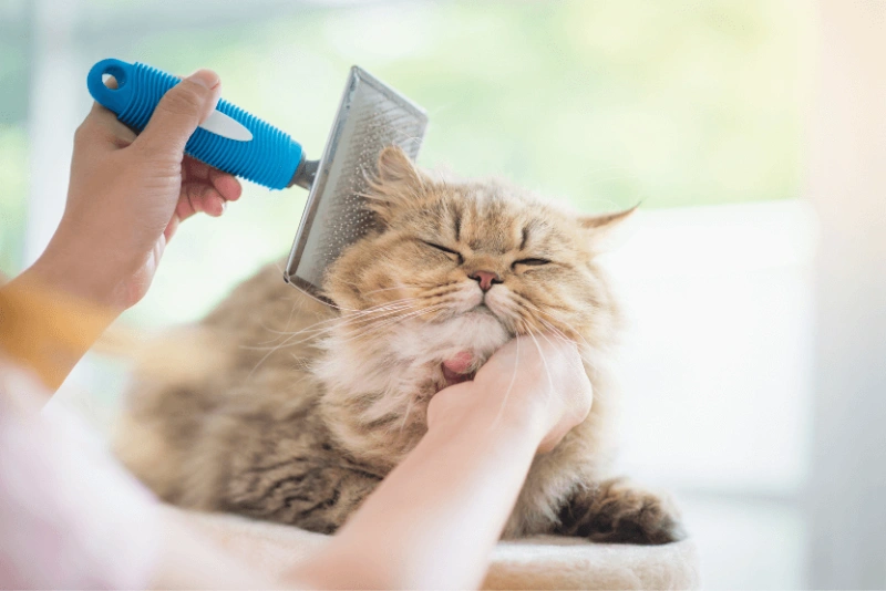 Triming Long Haired Cats