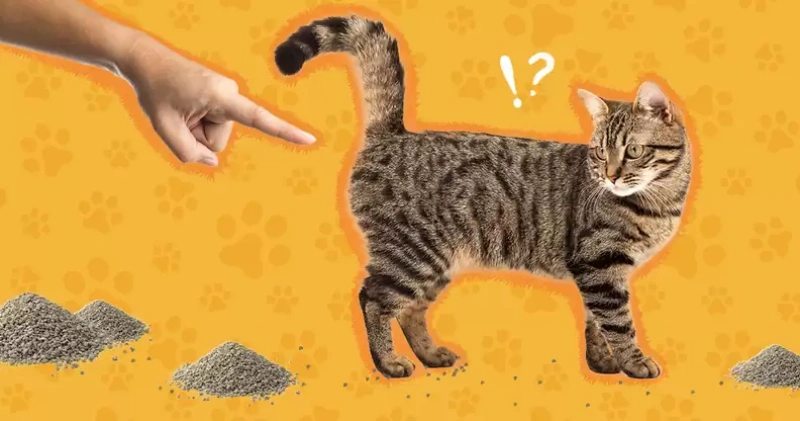 What Is Cat Litter Tracking