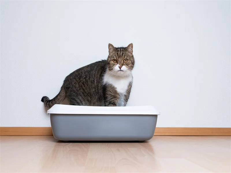 Why Cats May Not Like Sharing a Litter Box