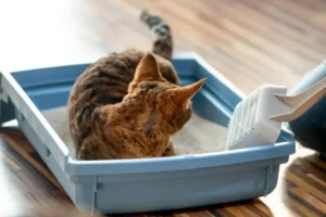 Why Does My Cat Like to Eat Litter