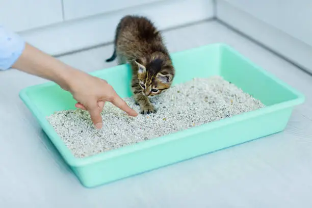 Why Optimal Thickness for Cat Litter Matters？