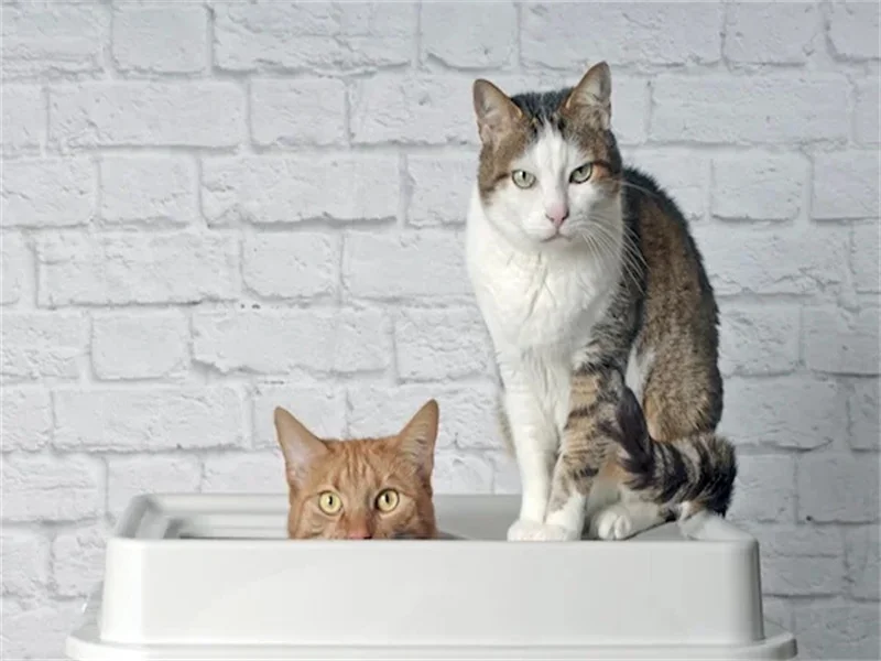 can 2 cats share a self cleaning litter box