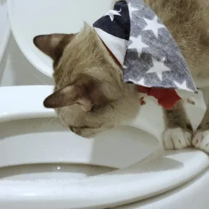 can you flush cat litter