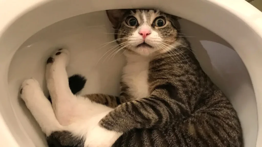 cat in the toliet