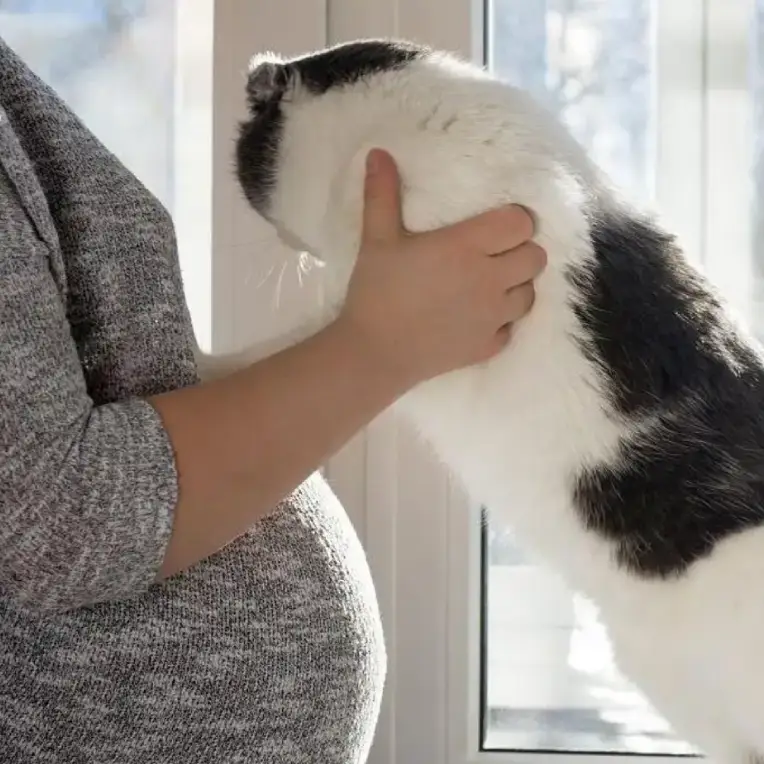 Is Cat Litter Safe for Pregnancy? - Pregnant Cats Aborting In Litter Box