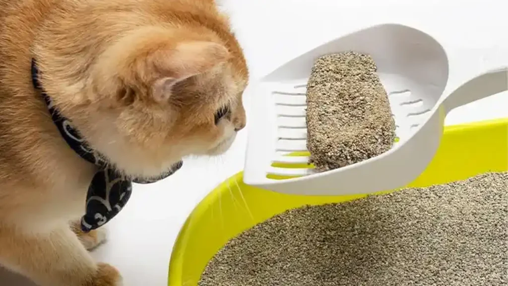 cat litter change frequency