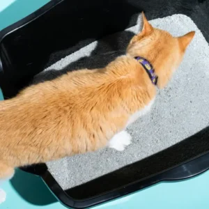 cat litter manufacturers in usa
