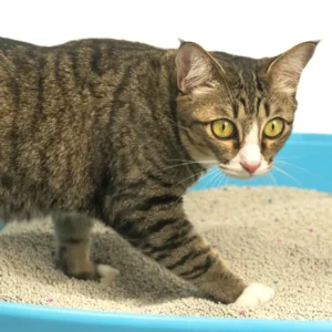 cat not using litter box