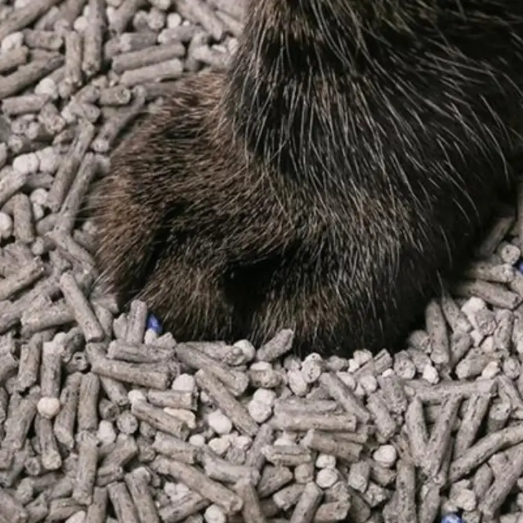 charcoal tofu cat litter