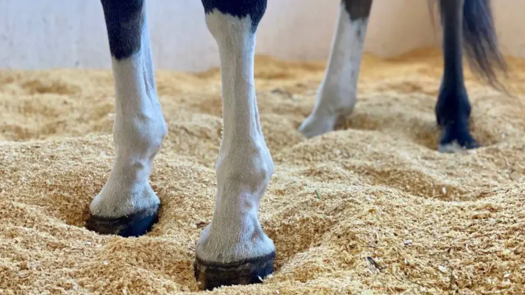 horse bedding for cat litter