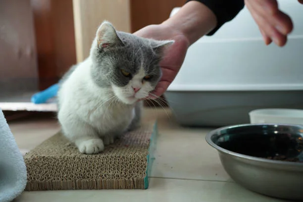 how do cats know to use litter