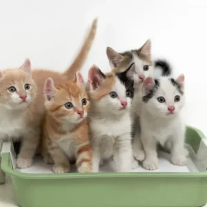 how many cats per litter