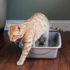 how to avoid cat litter tracking