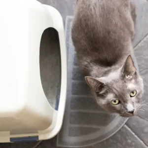 how to get rid of cat litter smell