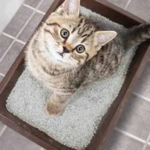 how to make cat litter