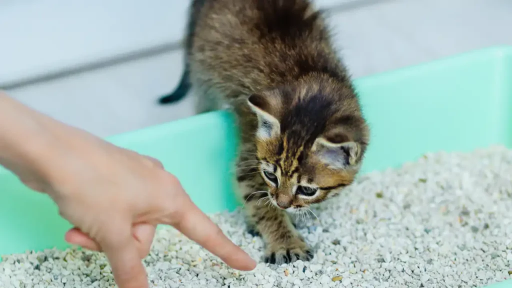 how to retrain cats to use the litter box