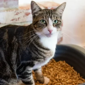 how to select cat litter