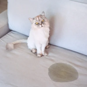how to stop cat peeing outside of litter box