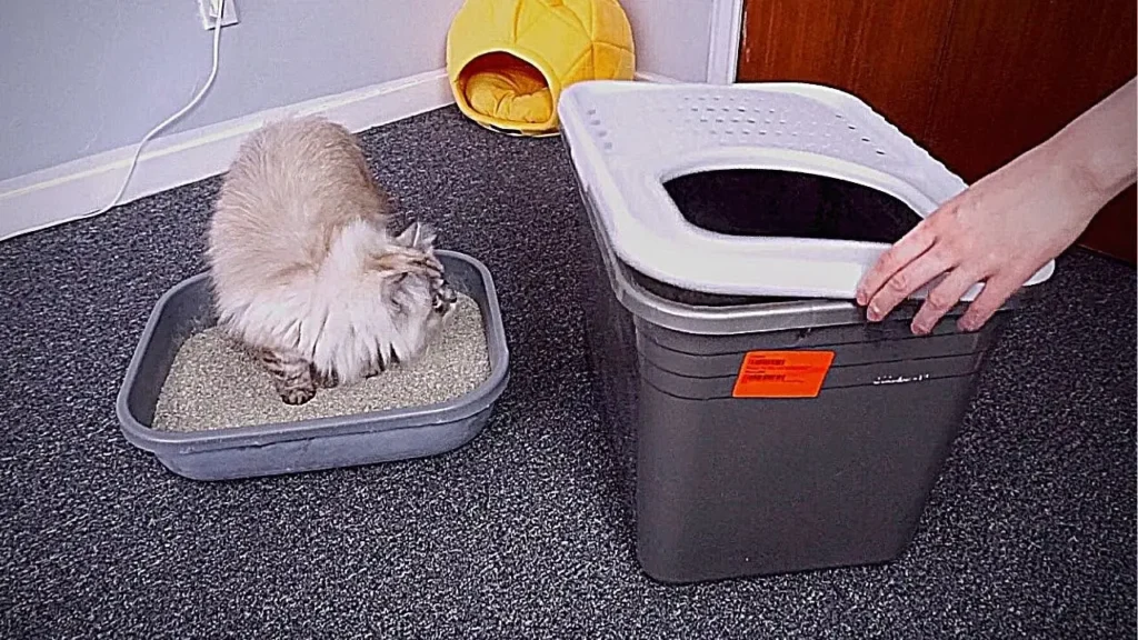 how to transition cat to new litter box