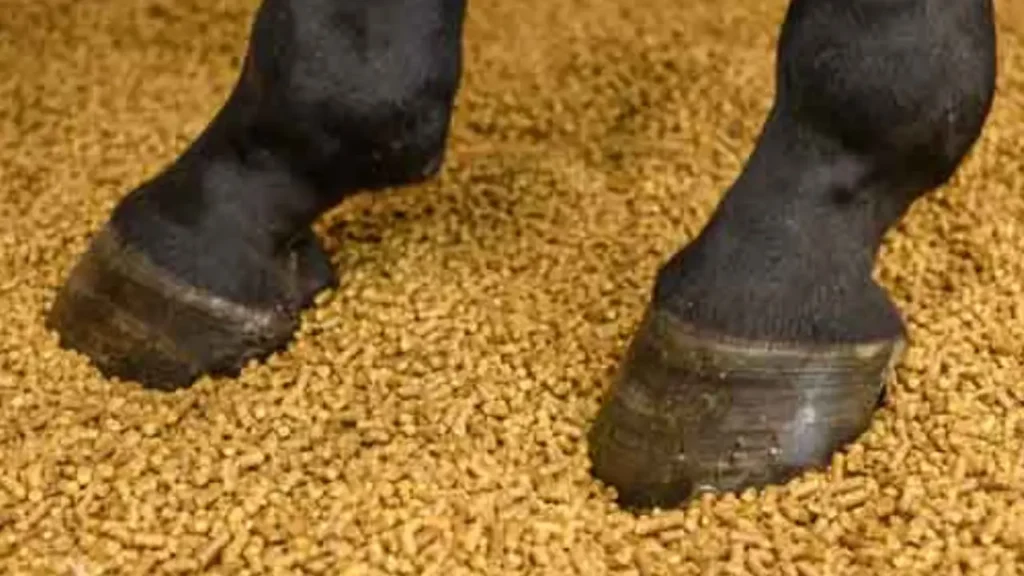 how to use horse bedding pellets for cat litter