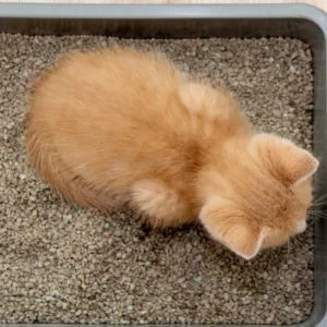 is clay litter bad for cats