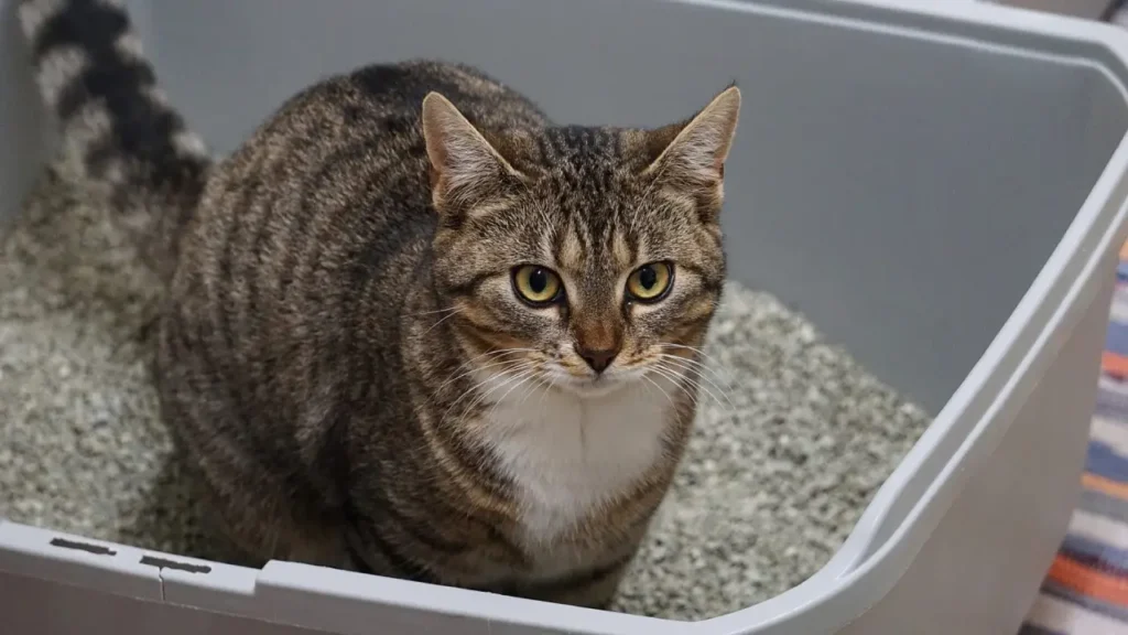 mixing baking soda with cat litter