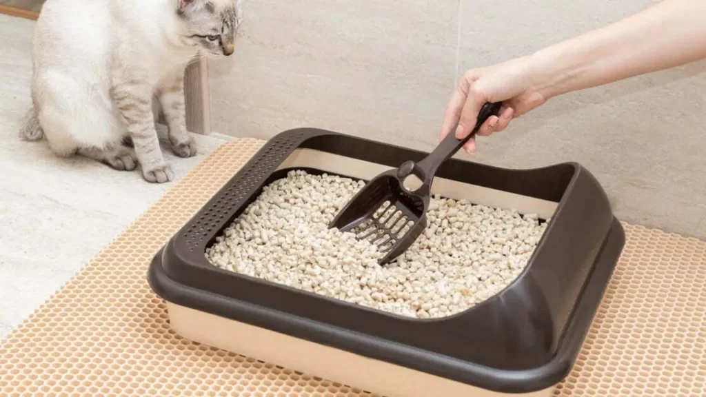 safest cat litter