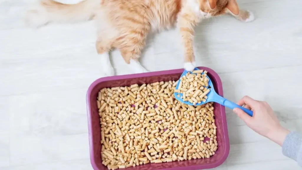 the best cat litter