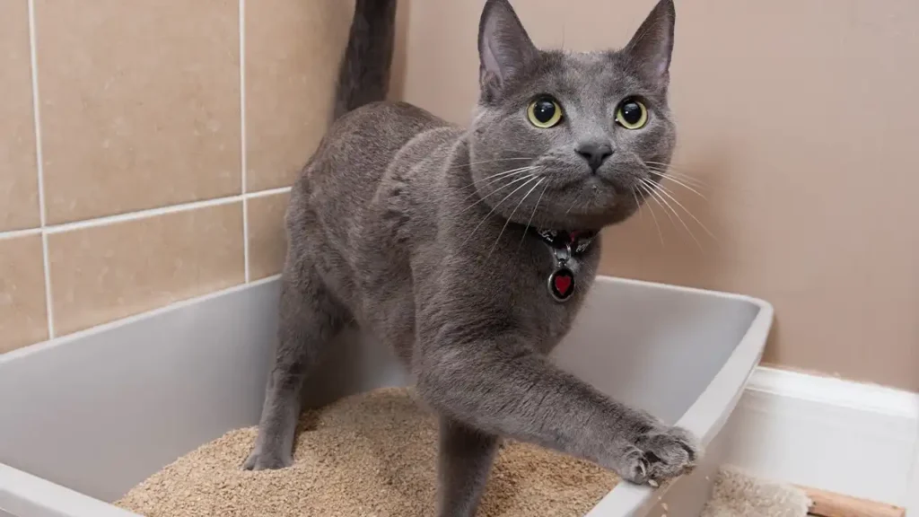 what is cat litter used for