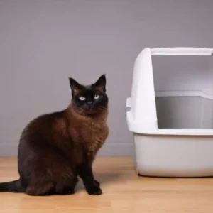 what size litter box for cat
