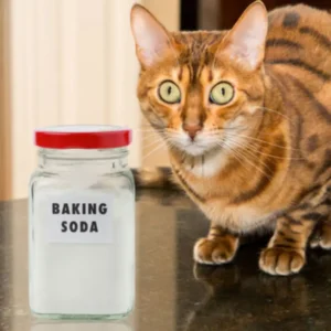 baking soda in cat litter