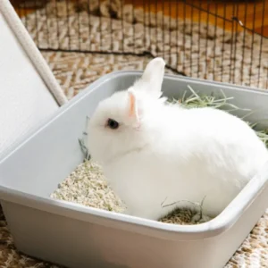 cat litter for bunnies