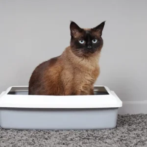 cat sitting in litter tray