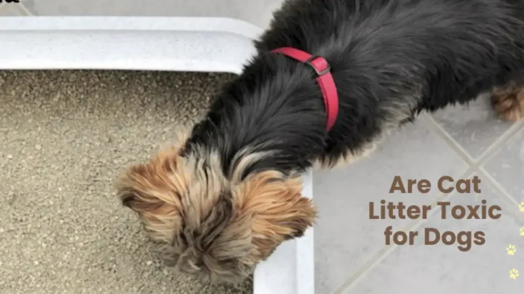 are cat litter crystals toxic to dogs