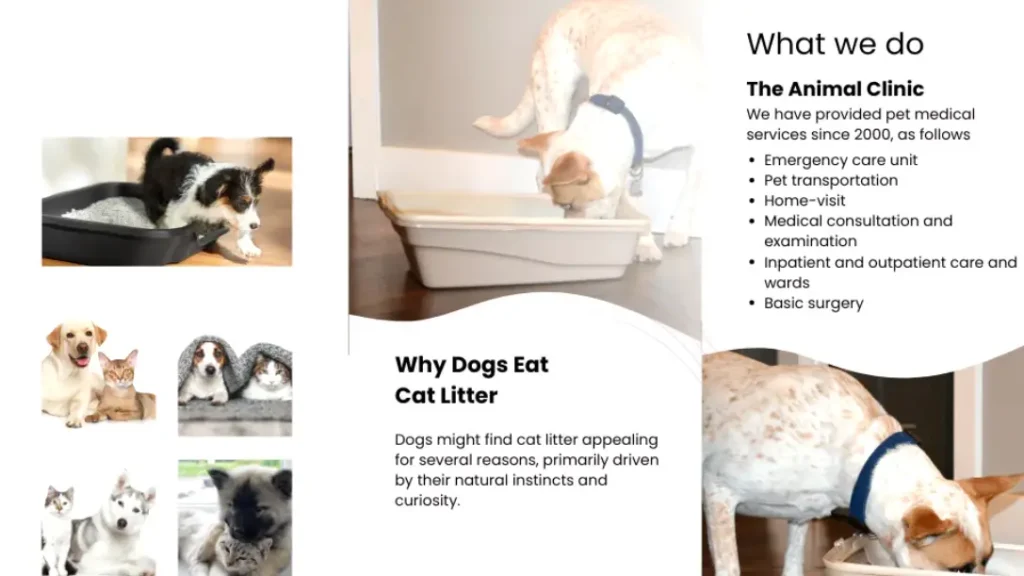 what to do if dog eats cat litter